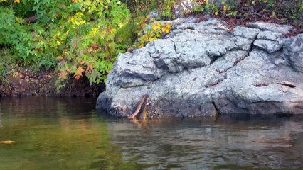 Water snake at Falls Lake