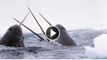 Scientists Discover Unicorn Whales from Cold Ocean