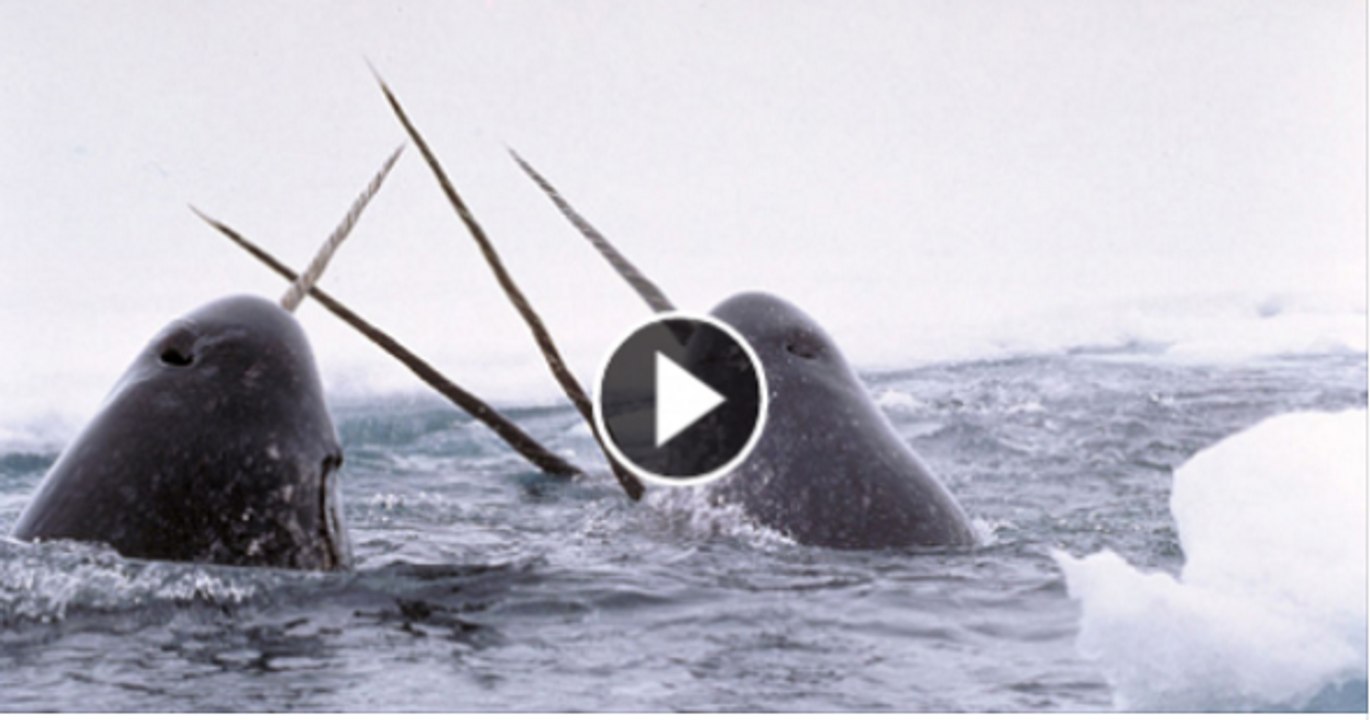 Scientists Discover Unicorn Whales from Cold Ocean