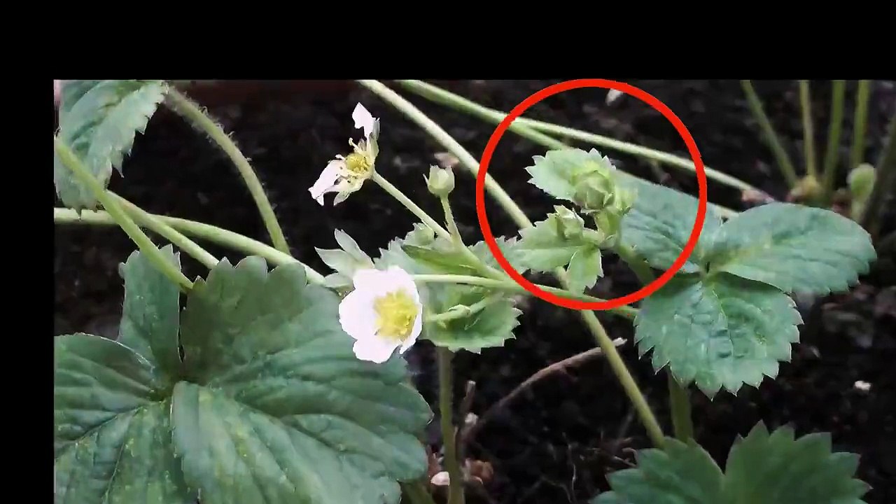 اسٹرابیری کس طرح تیار ہوتی ہے ۔ ۔ 40دن میں تیار ہونے والی ویڈیو  15 سیکنڈ میں دیکھے