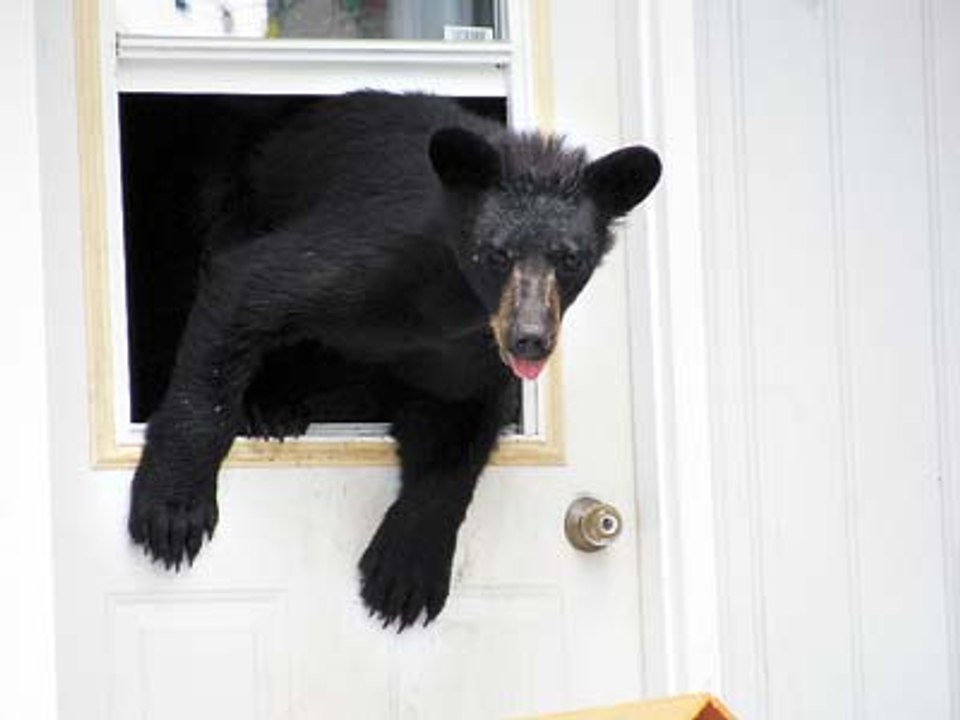 Un ours essaie de s'échapper par une fenêtre