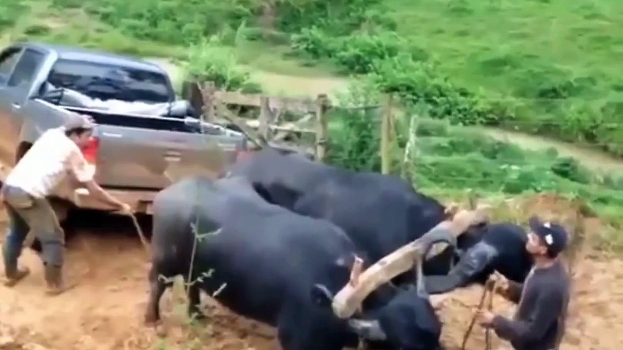Indian Funny Videos Compilation 2015