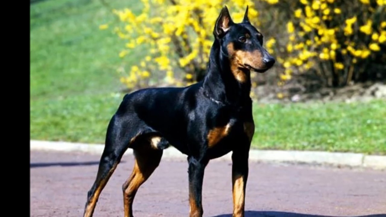 TOP 10 DANGEROUS DOGS IN THE WORLD 2015
