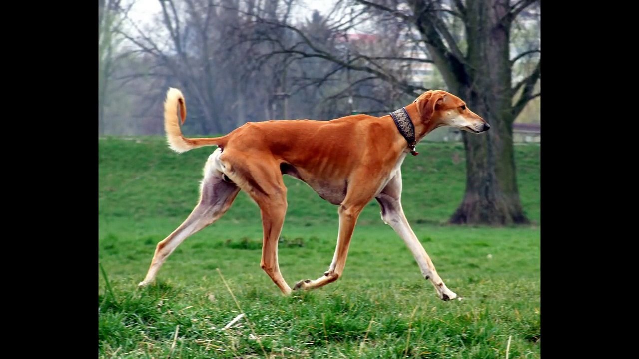 TOP 10 EXPENSIVE DOGS