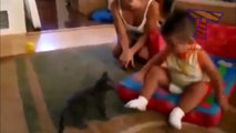 Funny cats annoying babies Cute cat & baby compilation