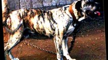 TOP 10 GUARD DOGS IN INDIA (INDIAN GUARD DOG BREEDS)