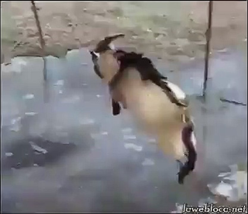 kai bakri hy