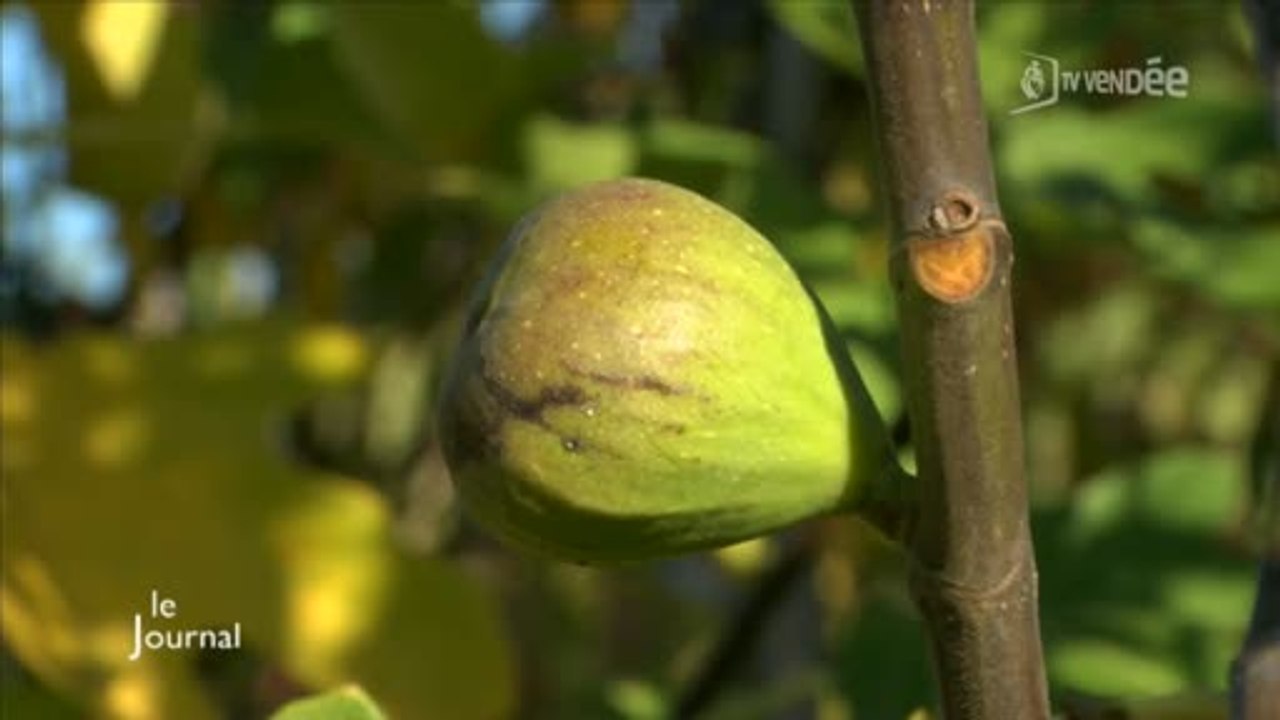 Vendée : La plantation des arbres et arbustes en automne
