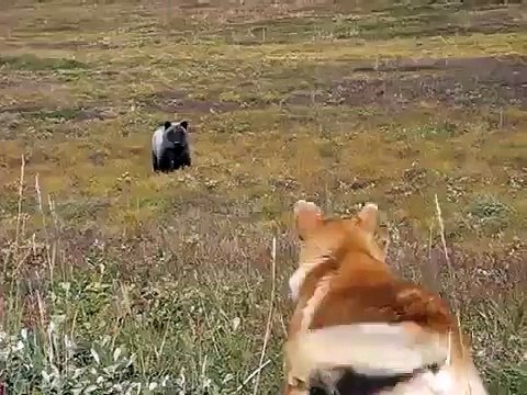 МЕДВЕДЬ АТАКУЕТ. ЛЮБОПЫТНЫЙ