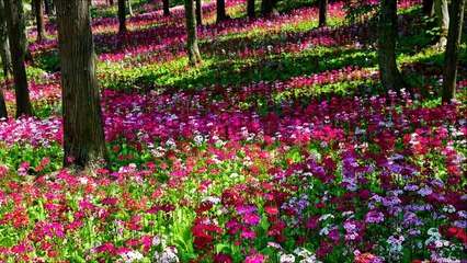 Short Documentary: Challenges of Sex Education