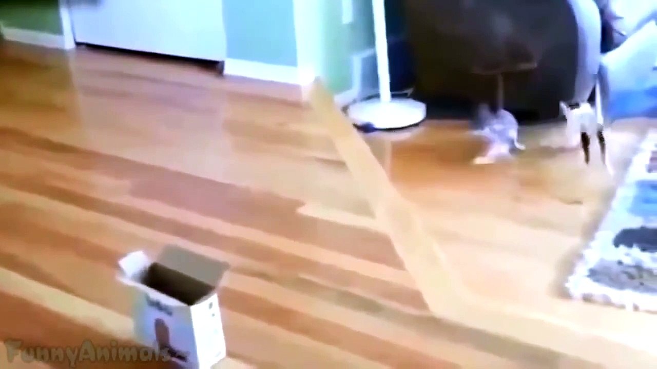 Funny Animals Jump Fails Compilation 2015