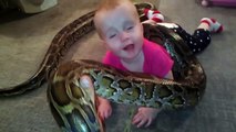 Baby Playing With Big Pet python