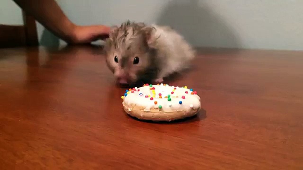 Cute Hamster Eats Birthday Donut Cookie