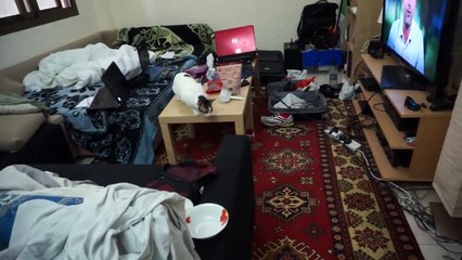 Cat hunting kitten while eating. see what happens! SHOCKING! Bibi