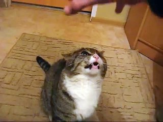 Злой котяра!