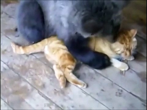 Кот и медведь!