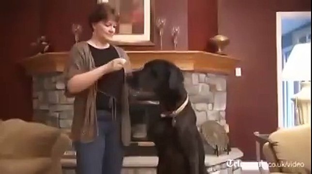 Самая большая собака в мире!