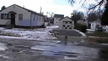 КОТ ПРОТИВ СОБАКИ!