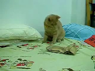 Кошак испугался!