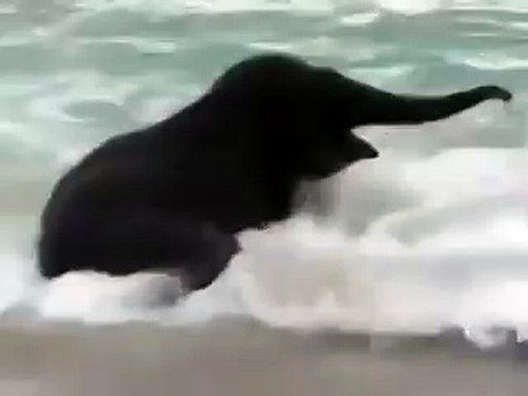 Слоненок впервые увидел море!