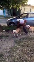 Собака, которая не знает о гравитации)