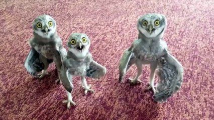 owls sing like Busta Rhymes