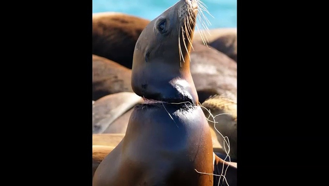 Chuyện Không Tưởng - Phát hiện những động vật kỳ lạ - Gái Đẹp