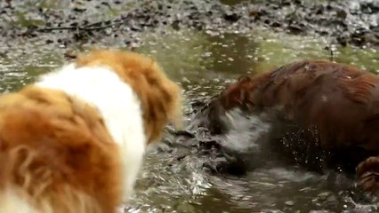 СвиноПес ⁄ Mud wrestling dog