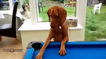 Best Of Cute,Funny Cats And Dogs Playing Pool Compilation