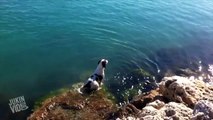 Dog Swims With A Pod Of Dolphins