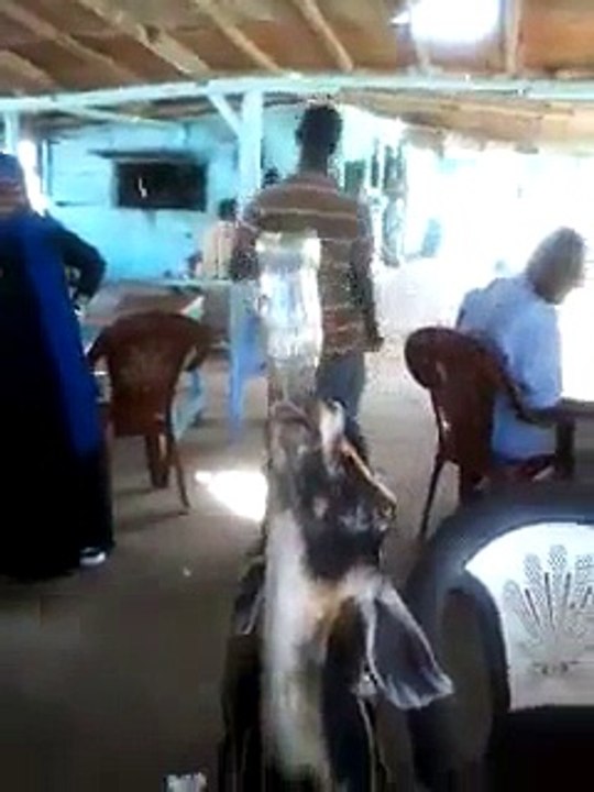 Goat Drinking Coca Cola Share a coke drinks with Goats