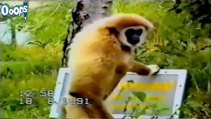 Funny Videos | Funny Videos 2014 | New Funny Fail Videos 2015 | Funny Home Videos