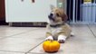 Corgi Puppy Can't Deal With Mini Pumpkin