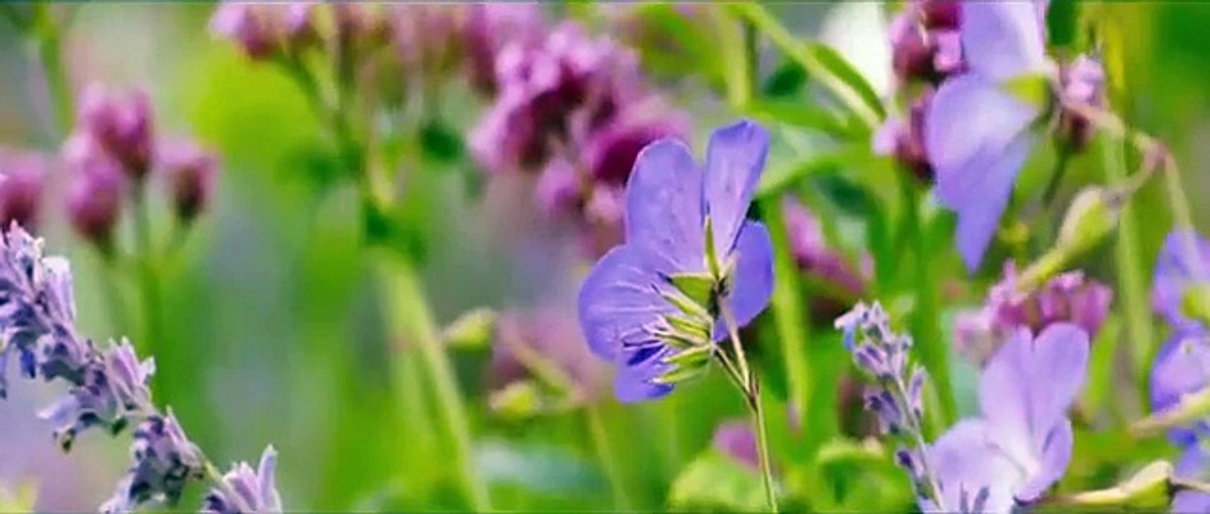 Mr  Holmes VE MÜTHİŞ SIRRI 2015 Fragman