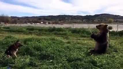 Just a Brown Bear spraying a Dog with a Hose