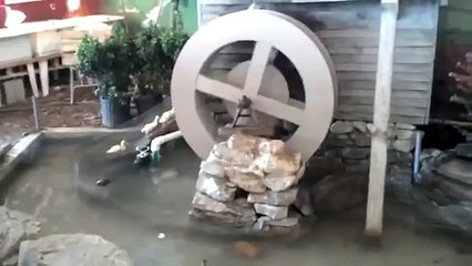 Water Park For Ducks So Cute