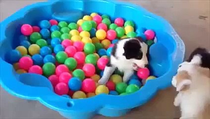 Puppies In A Ball Pit