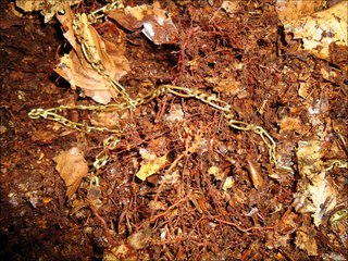 metal detector search 31-05-2014 my first gold