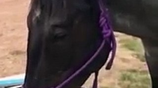 This Horse Can Play Better Piano Than You