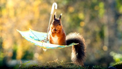 Sincabın Şemsiyeyle İmtihanı