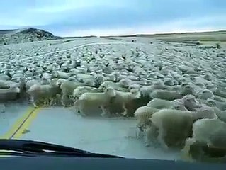 En Komik Videolar Serisi - Funny Videos - Laugh (29)