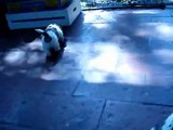 video divertido de cachorros shitzu