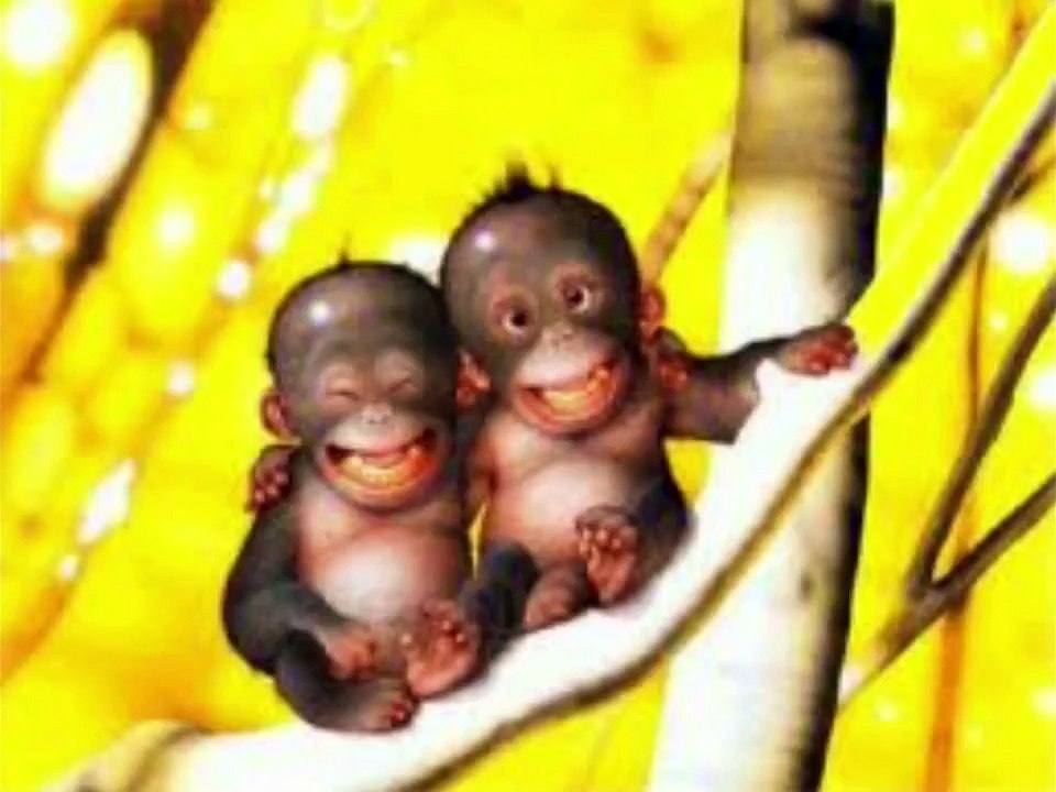 videos graciosos de risa - LOS 25 MOMENTOS MAS DIVERTIDOS - parte 1 - 2015