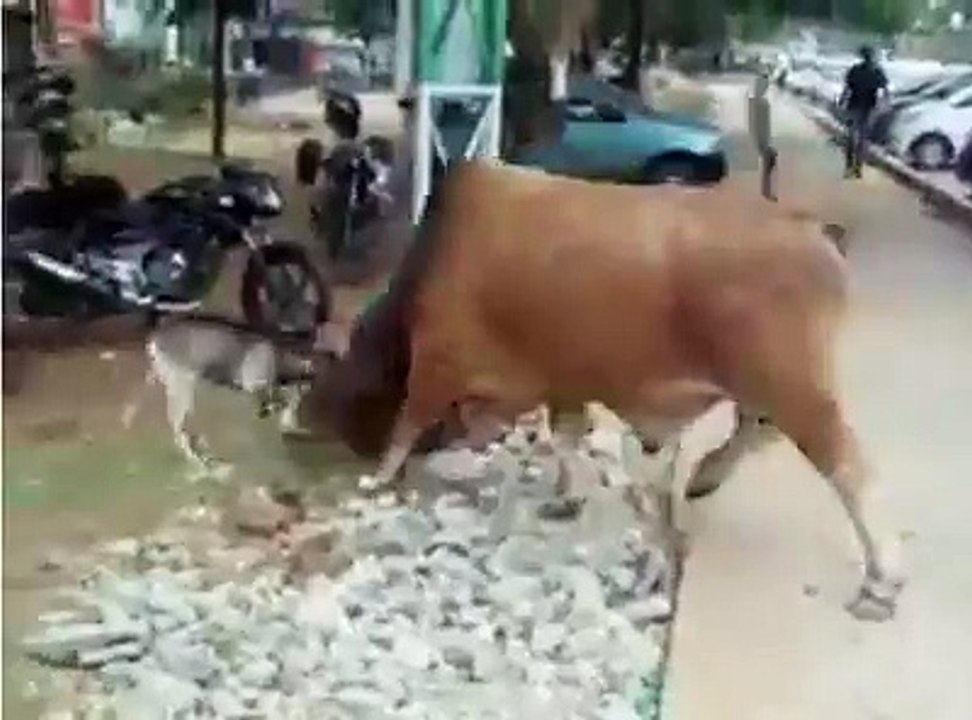 See How A Goat Is Fighting Confidently With A Big Bull