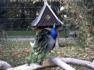 Princesse dans le platre