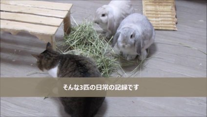 猫とウサギの動画チャンネル