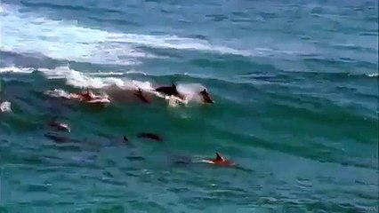 Tehlikedeler lütfen iki dakikanızı ayırın - Funny Video - video Droles