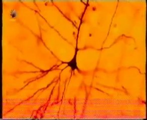 Historia de la Neurociencia