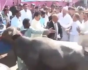 Must Watch Cow Attacked CM Sindh Qaim Ali Shah - Funny Videos For Watch