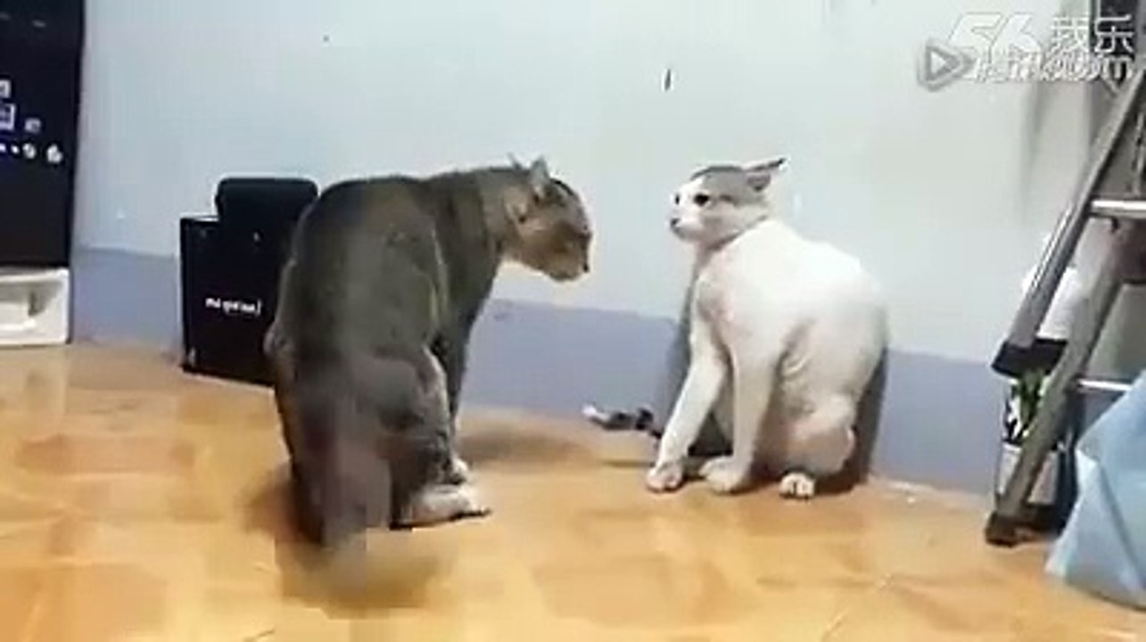 cats fighting-Dailymotion